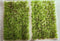 SEM - TU6WS-RB - 6mm Wild Spring Rocky Brown - Natural Layout - Self-Adhesive Grass Tufts